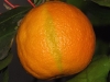 orange navel (10).jpg